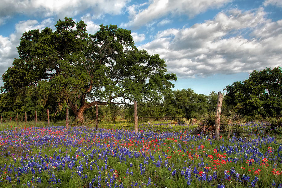 Texas Spring In The Hill Country  Photograph by Harriet Feagin