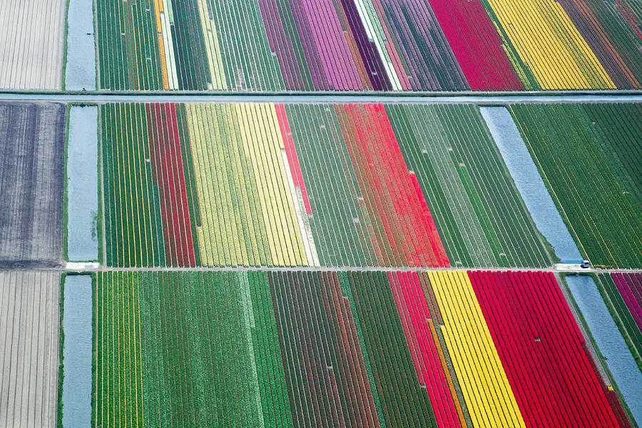 Spring in the Netherlands; aerial view of tulip fields Photograph by Frans Sellies