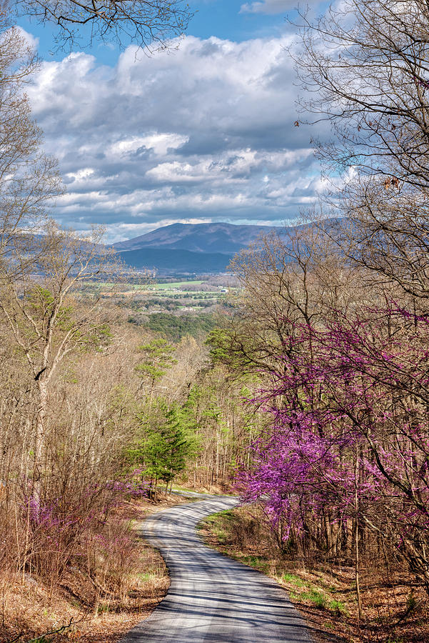 Spring Photograph - Spring In Virginia by Lara Ellis