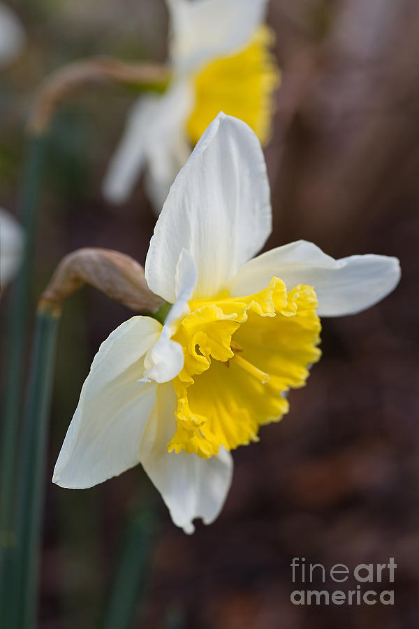 Spring Into Spring Daffodils Photograph by Joy Watson