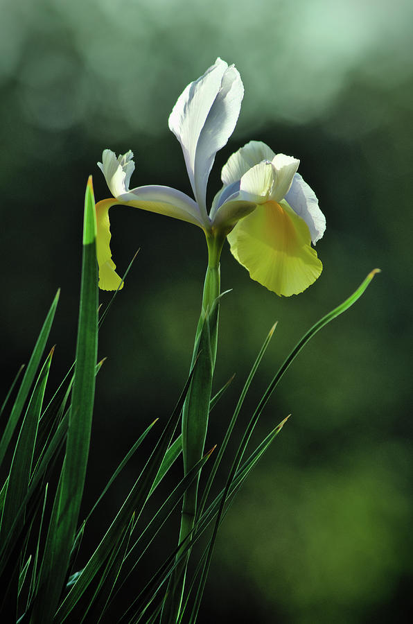 Spring Photograph - Spring Iris by Angelo DeVal