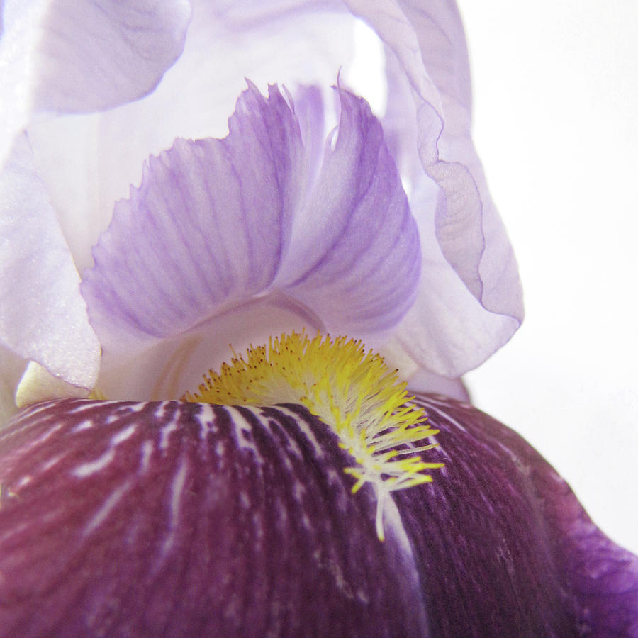 Spring Iris Close Up Photograph by David and Carol Kelly