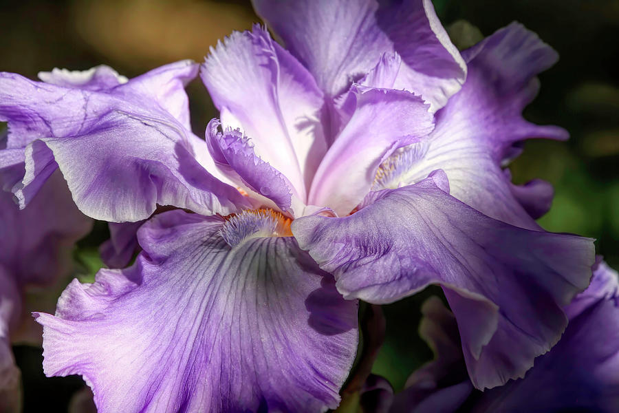 Spring Iris Photograph by Donna Kennedy