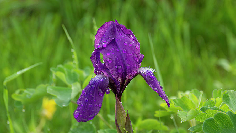 Spring Iris Moraea Sisyrinchium On Green Background Photograph