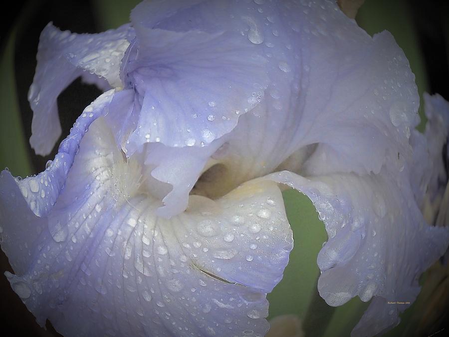Spring Iris Rain Photograph