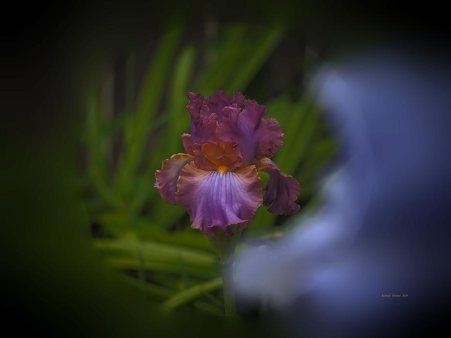 Spring Iris Photograph by Richard Thomas