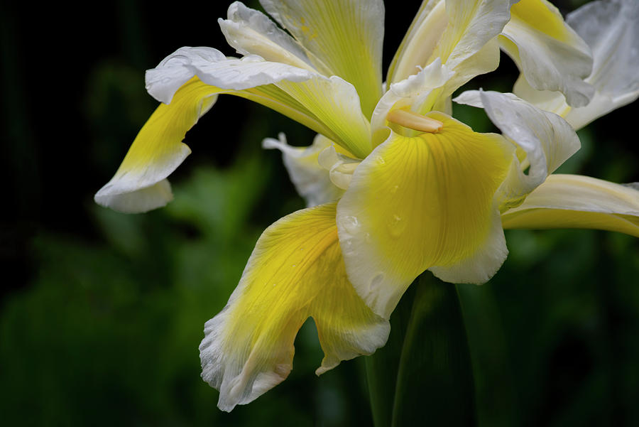 Spring Iris Photograph by Steven Clark