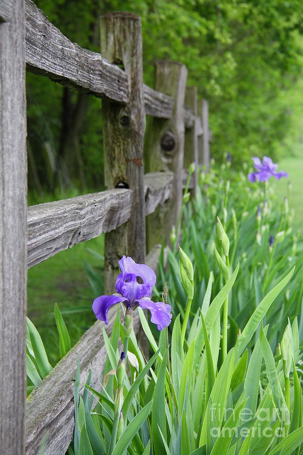 Spring Iris Photograph by Suzanne Oesterling