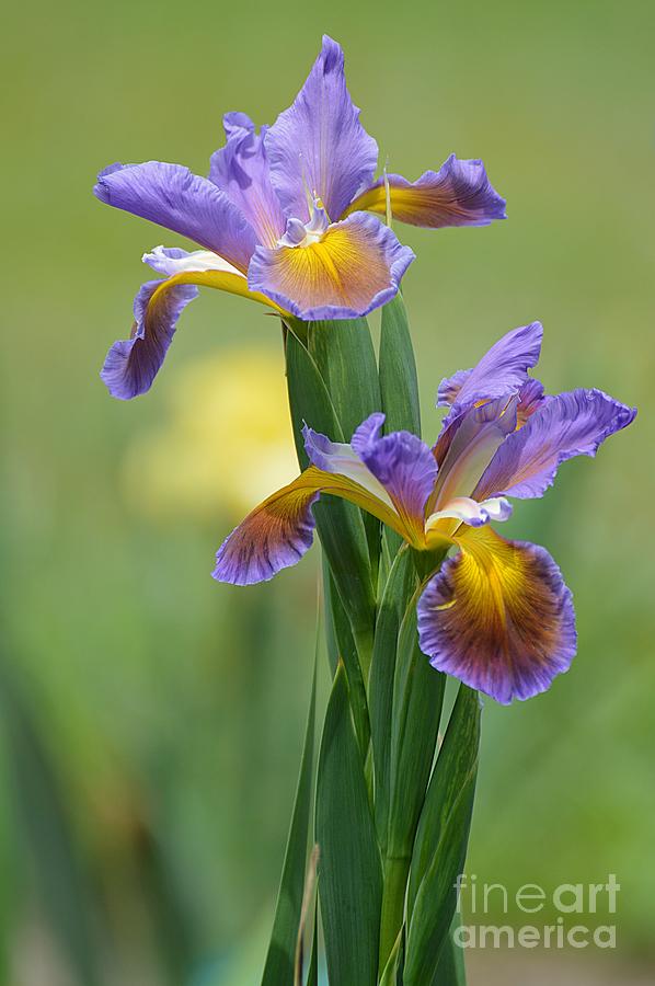 Spring Irises II Photograph