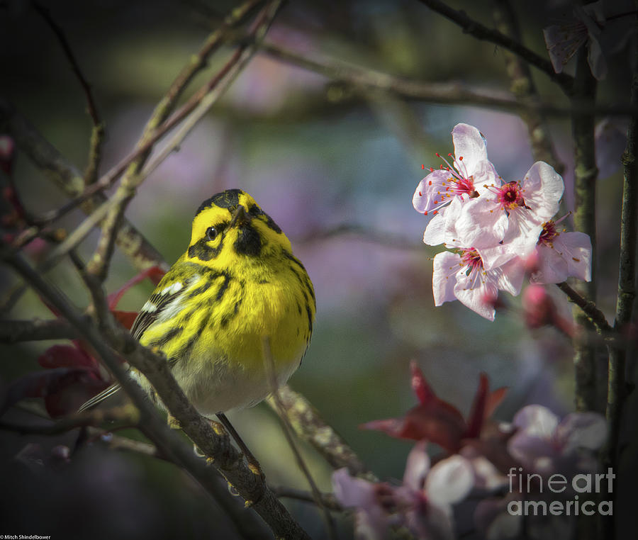 Spring is Coming Photograph by Mitch Shindelbower