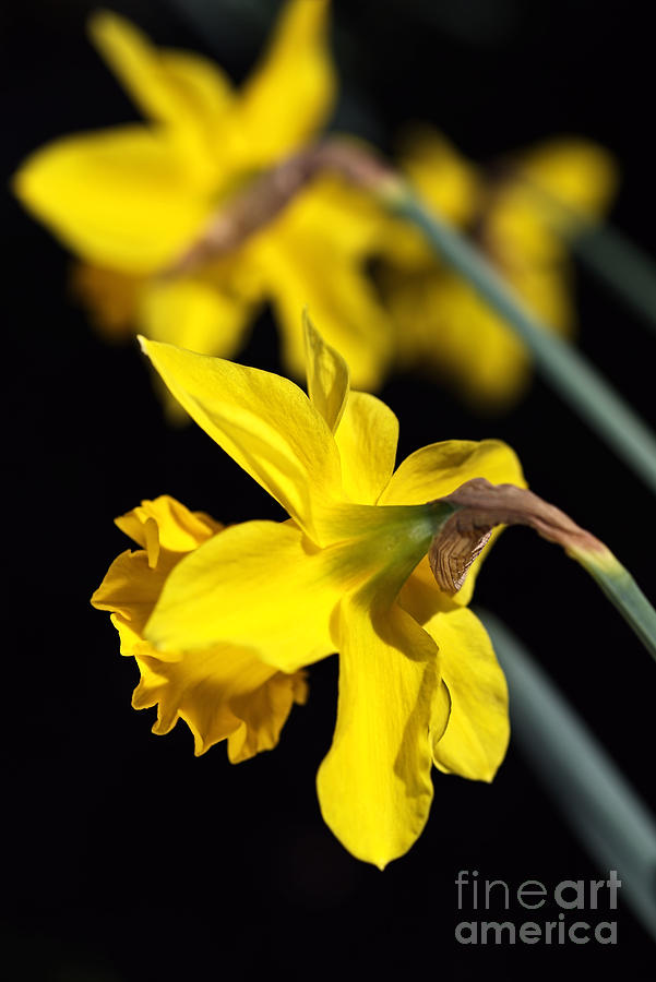 Spring Is Daffodils Photograph by Joy Watson