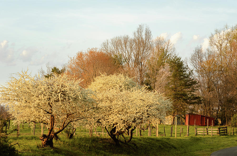 Spring is Here Photograph by Joni Eskridge