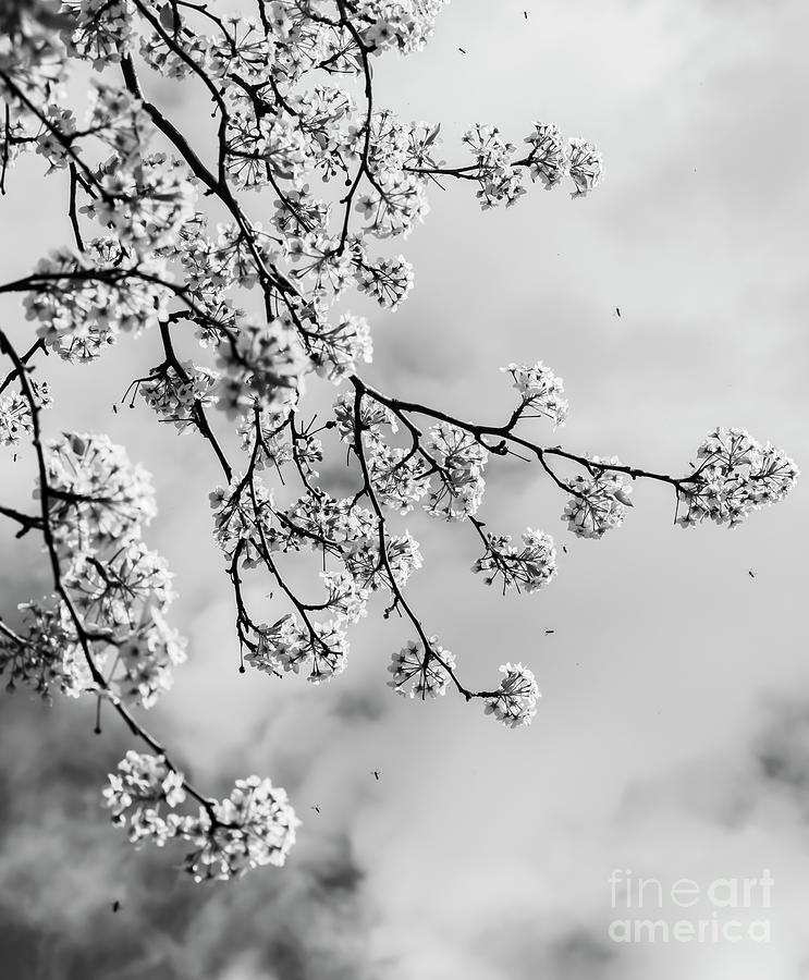 Spring is here Photograph by Reynaldo BRIGANTTY