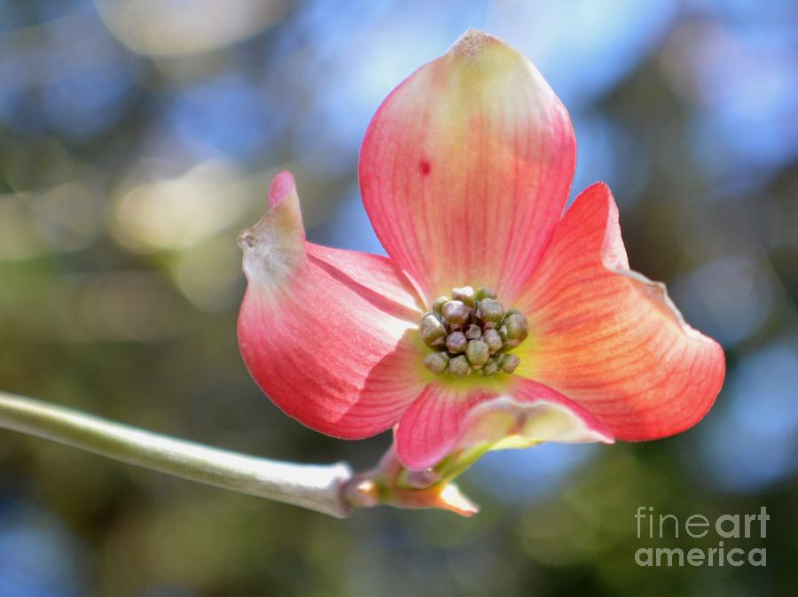 Spring Photograph - Spring is in the Air by Ekta Gupta
