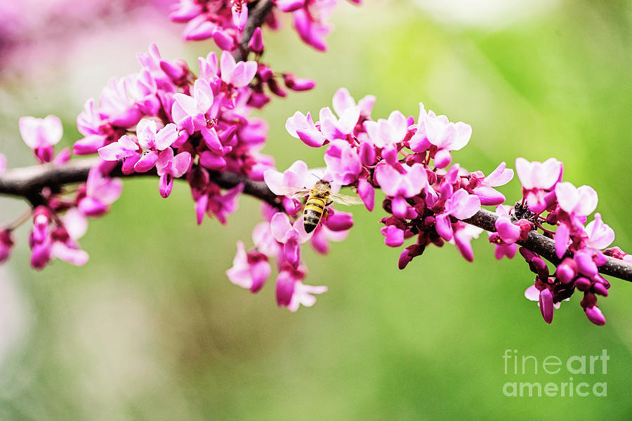 Spring Photograph - Spring is in the Air by Scott Pellegrin