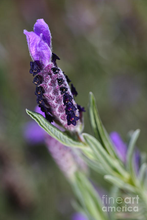 Spring Is Smelling Purple Lavender Photograph by Joy Watson