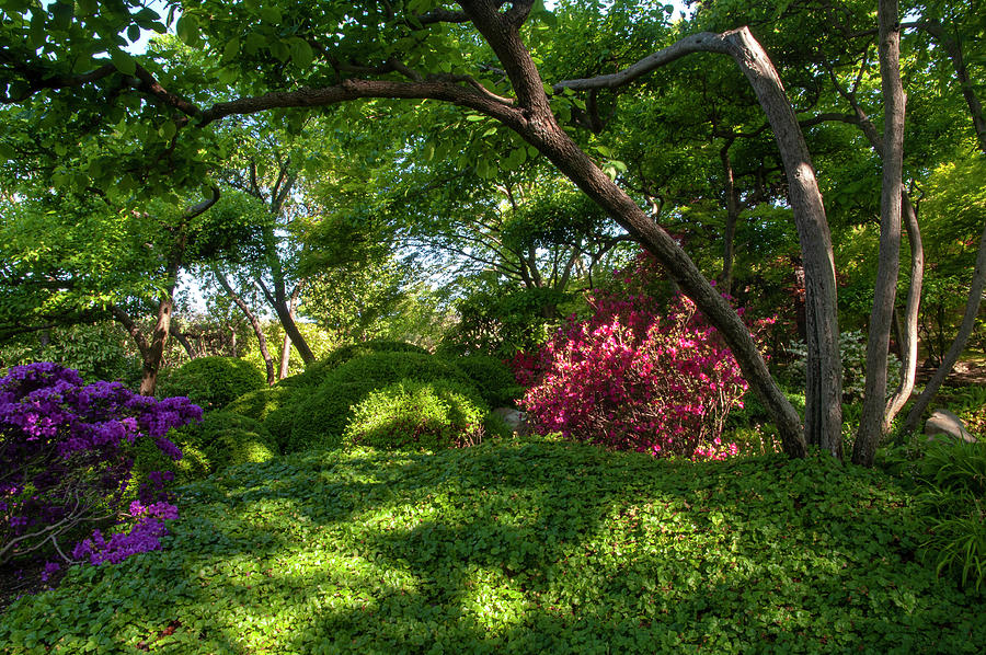 Spring Japanese Garden in Prague 3 Photograph by Jenny Rainbow