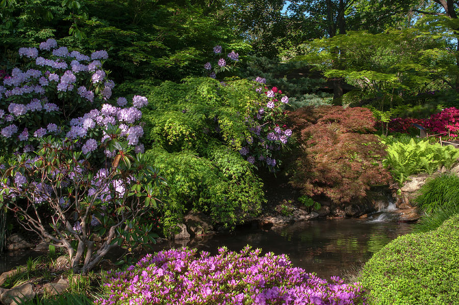 Spring Japanese Garden in Prague Photograph by Jenny Rainbow