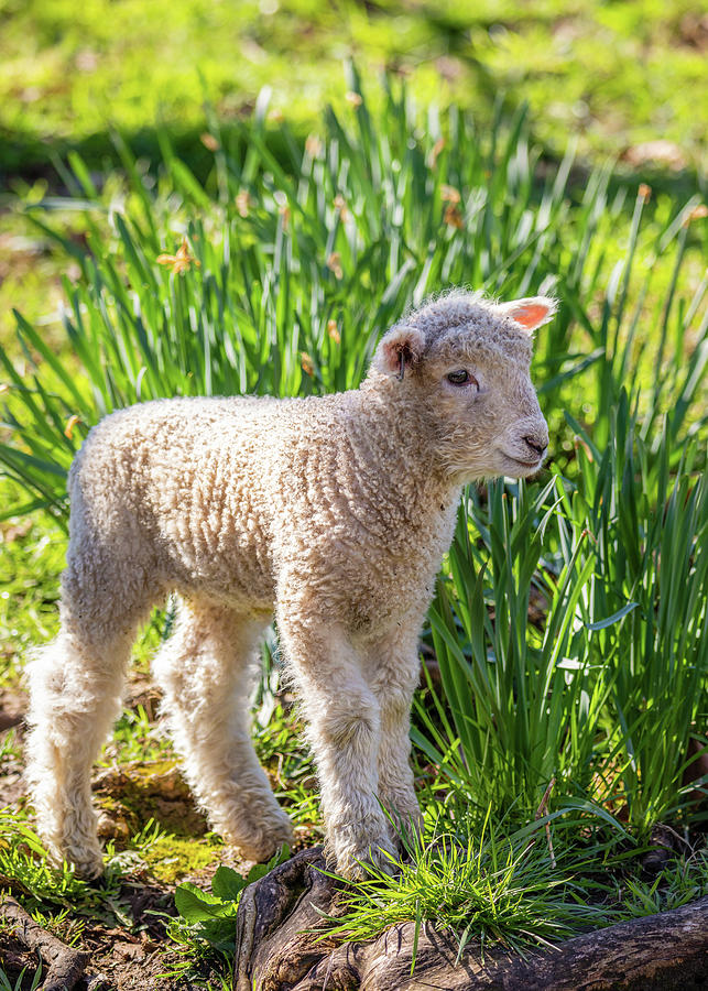 Spring Lamb in Colonial Williamsburg Photograph by Rachel Morrison