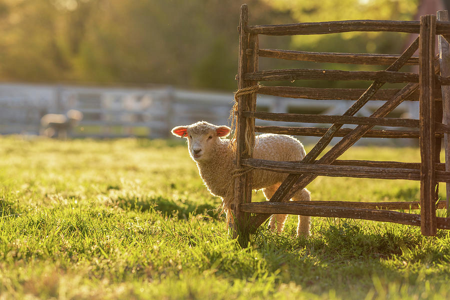 Spring Lamb In The Late Afternoon Photograph