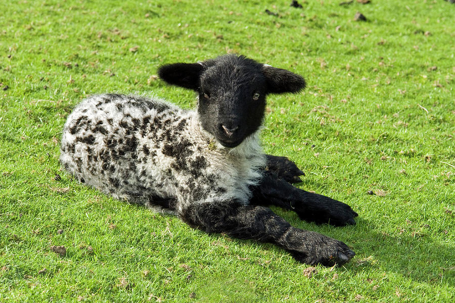 Spring lamb Photograph by Robert Douglas