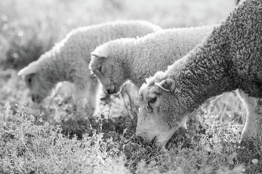 Spring Lambs and Ewe Grazing Black and White Photograph by Rachel Morrison