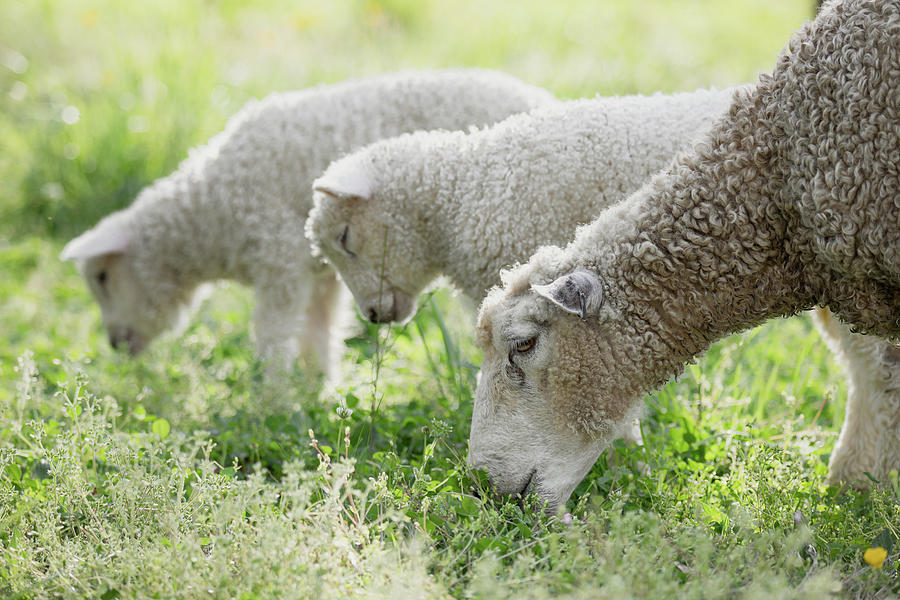 Spring Lambs and Ewe Grazing Photograph by Rachel Morrison
