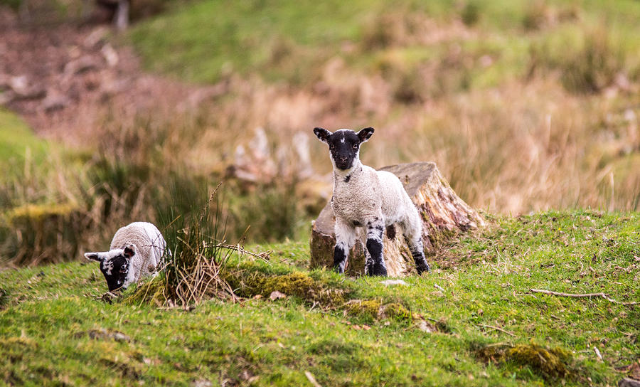 Spring lambs Photograph by Daniel Letford