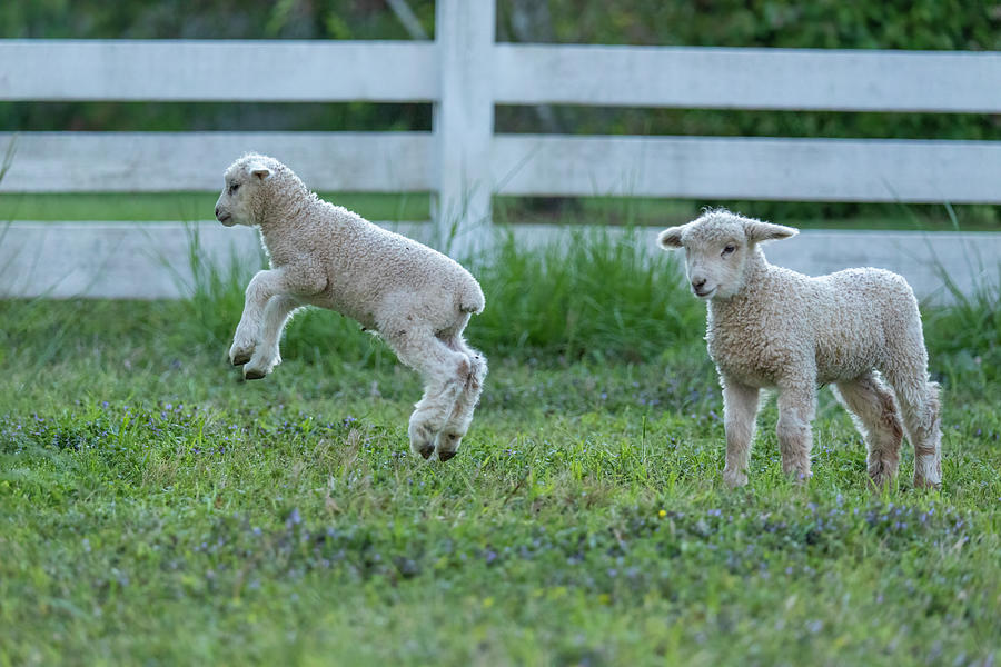 Spring Lambs Play Photograph by Rachel Morrison