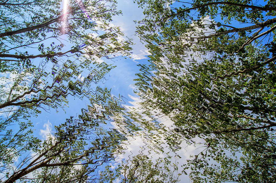 Spring Landscape Of Trees Against The Sky Photograph by Lohvyniuk