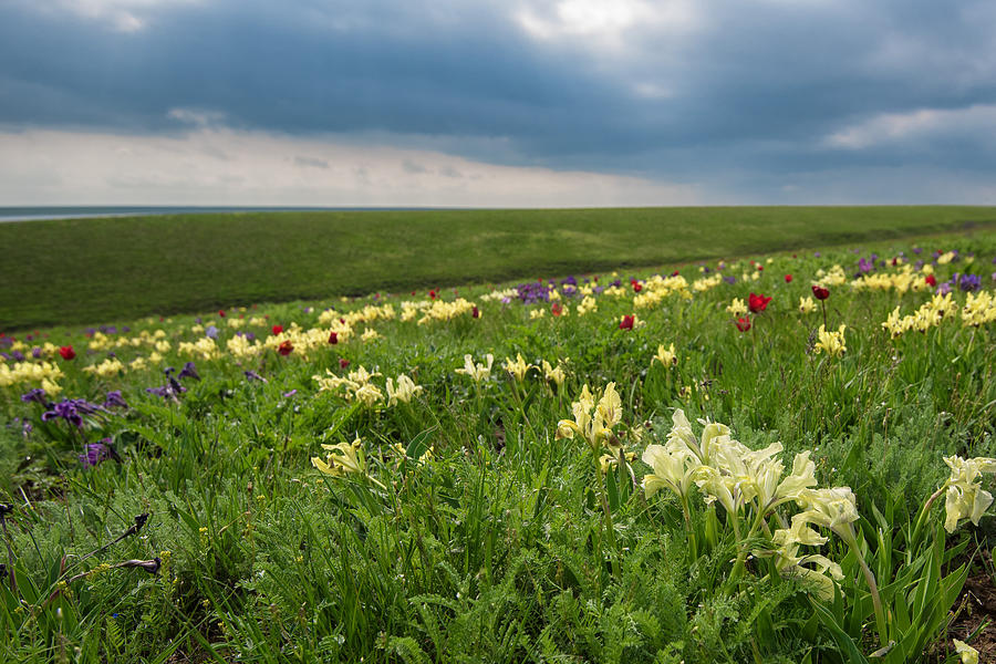 Spring landscape with blossoming wild flowers Photograph by Oskanov