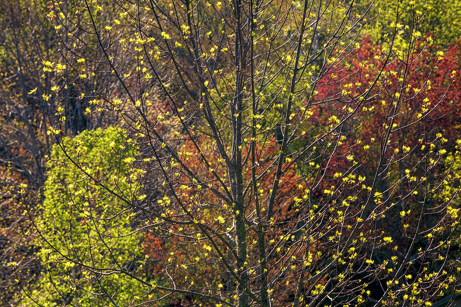 Spring Leaf Erruptions Photograph by Irwin Barrett