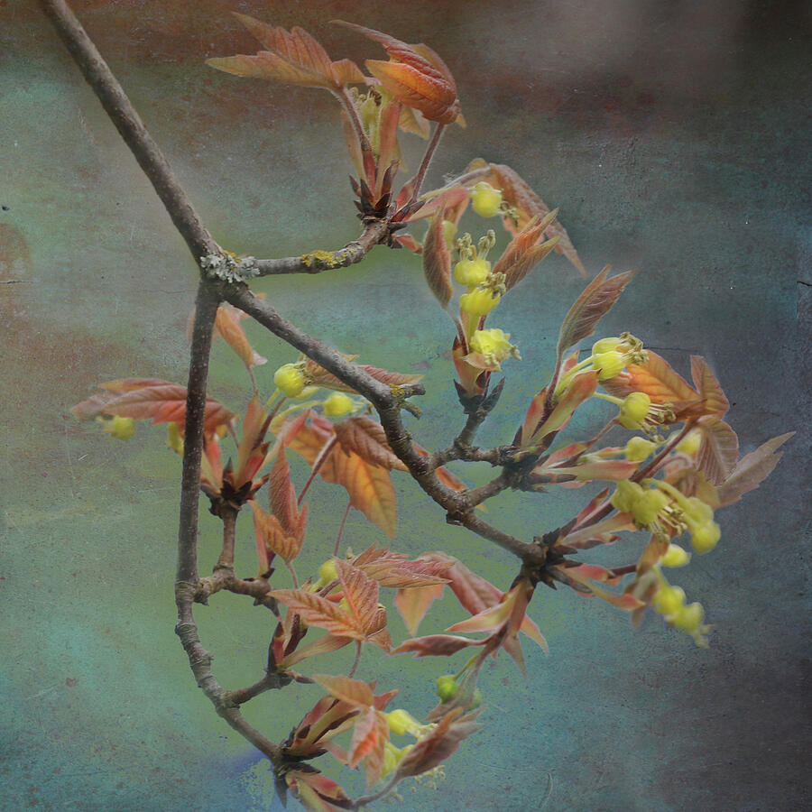 Spring Leaves 2024 Photograph by Jeff Burgess - Fine Art America