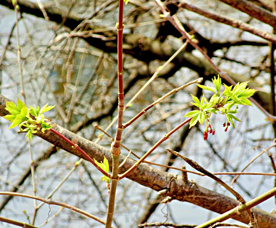 Spring Leaves Photograph by Stephanie Moore