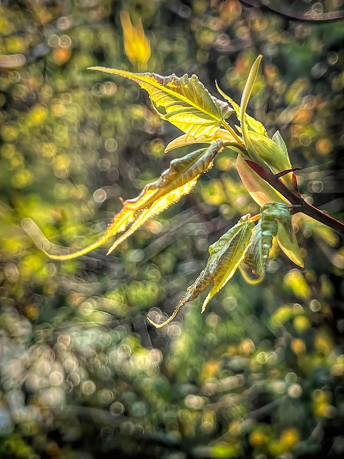 Spring Photograph - Spring Light And New Leaves by Mo Barton
