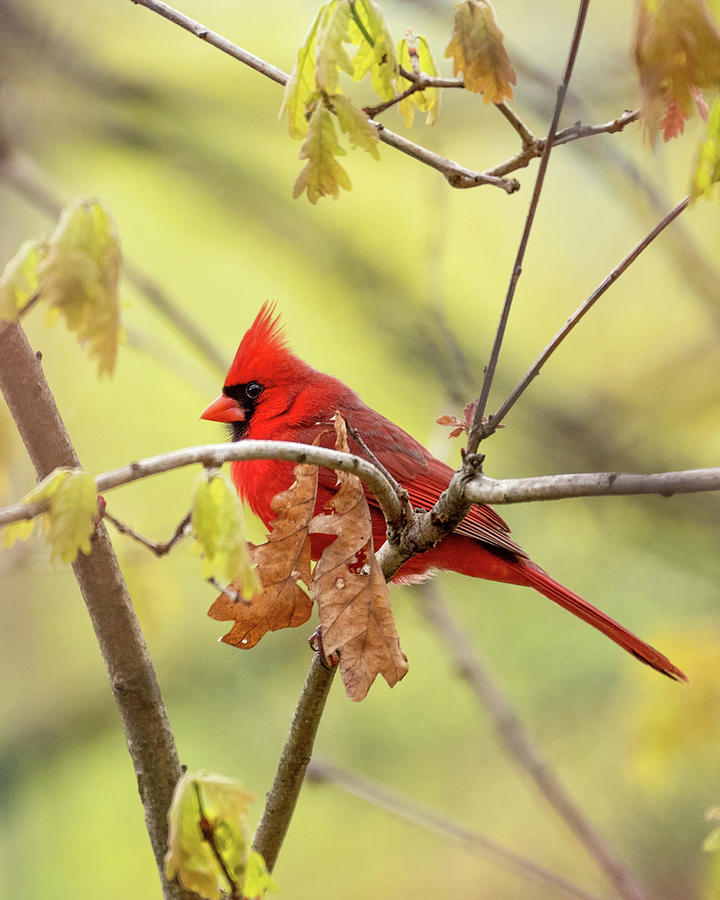 Spring Light Cardinal Photograph