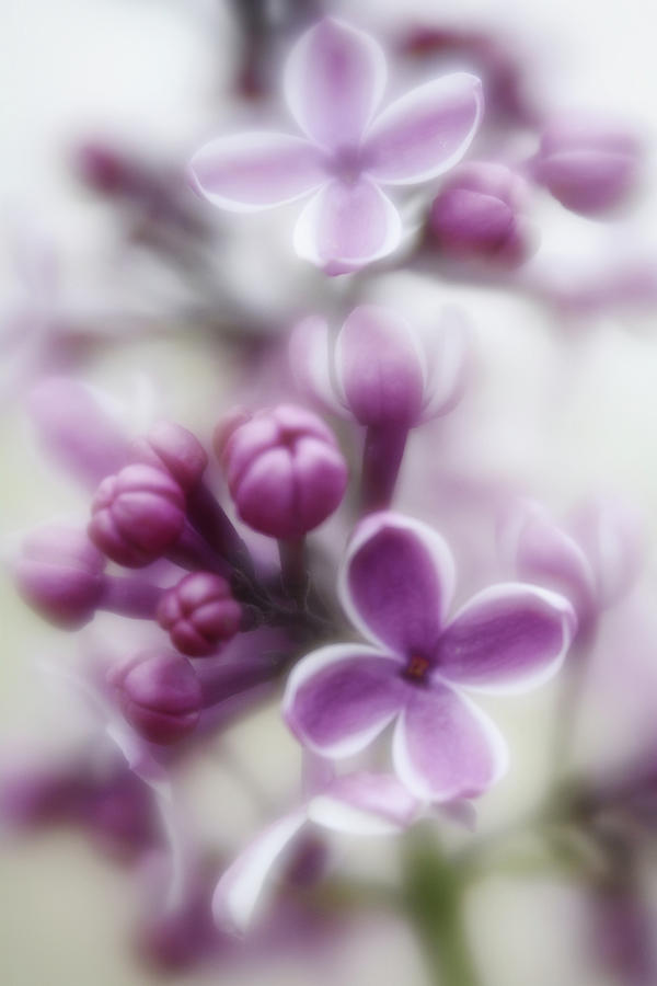 Spring Photograph - Spring Lilac 1 by Diane Alexander