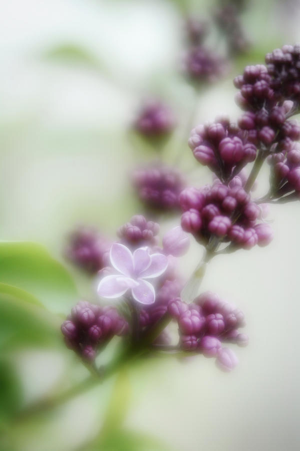 Spring Photograph - Spring Lilac 3 by Diane Alexander