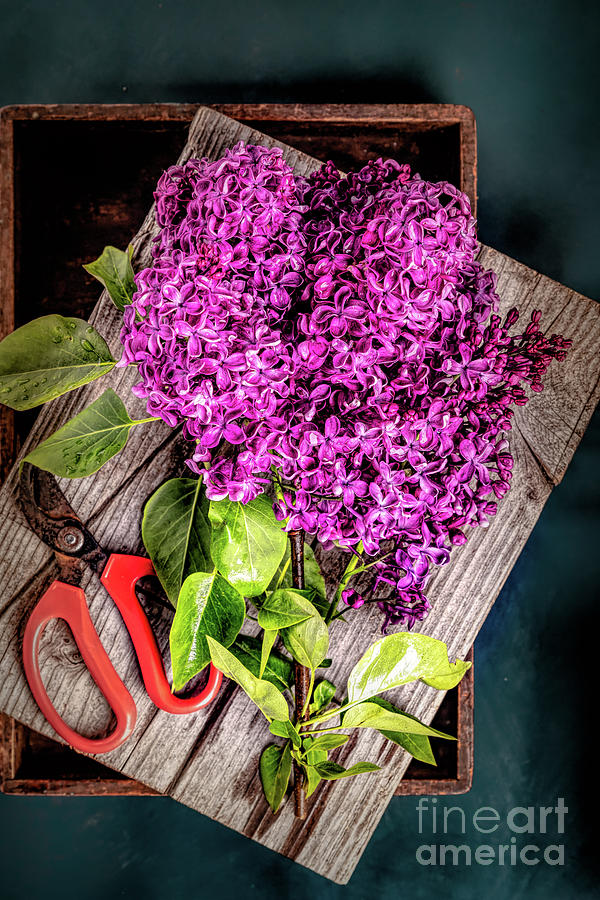 Spring Lilac Blossoms III Photograph by Cindy Shebley Spring Lilac Blossoms III Photograph by Cindy Shebley