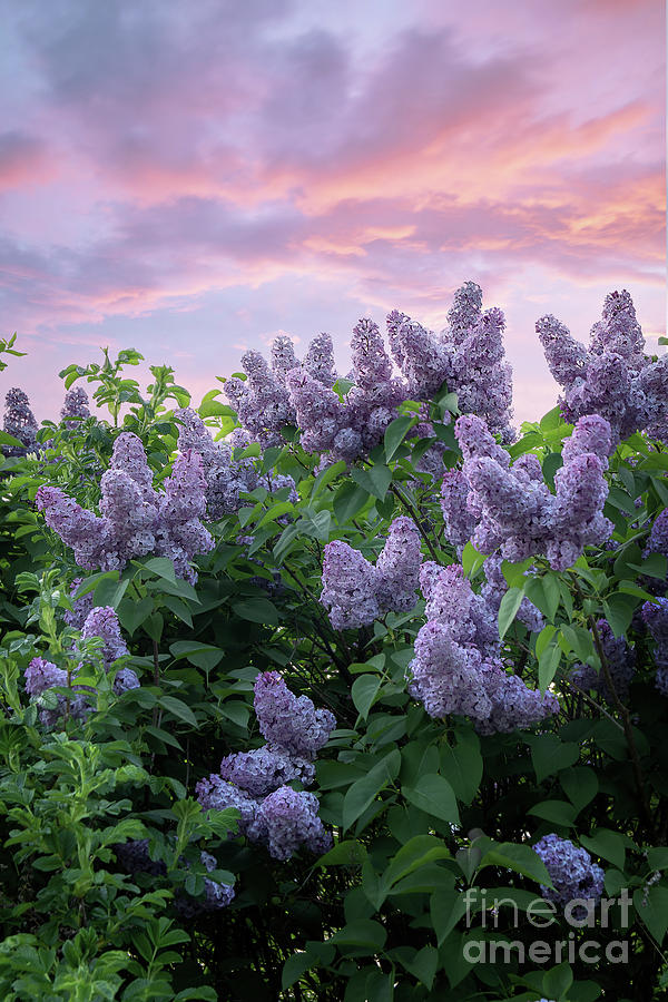 Lilac Spring Lilac Spring
