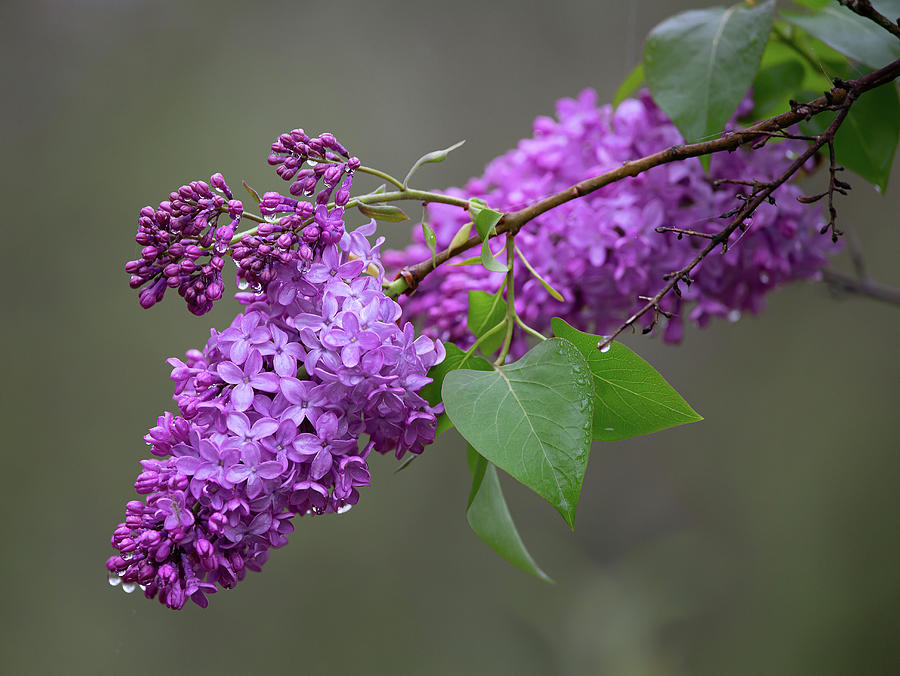 Spring Lilacs Photograph by Dale Kincaid
