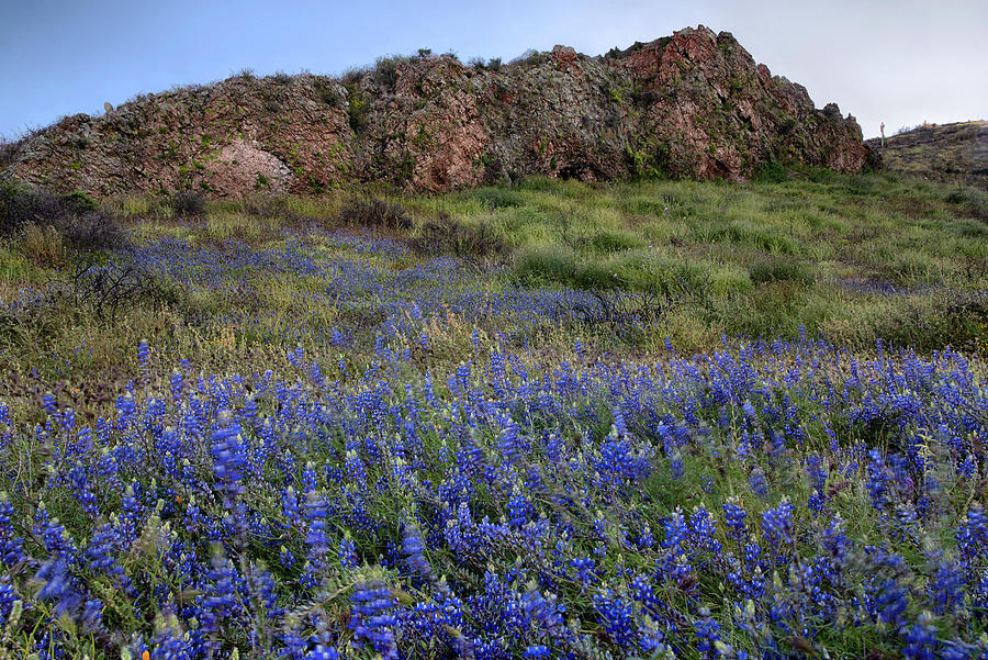 Spring Lupine Blossoms in desert landscape Photograph by Dave Dilli