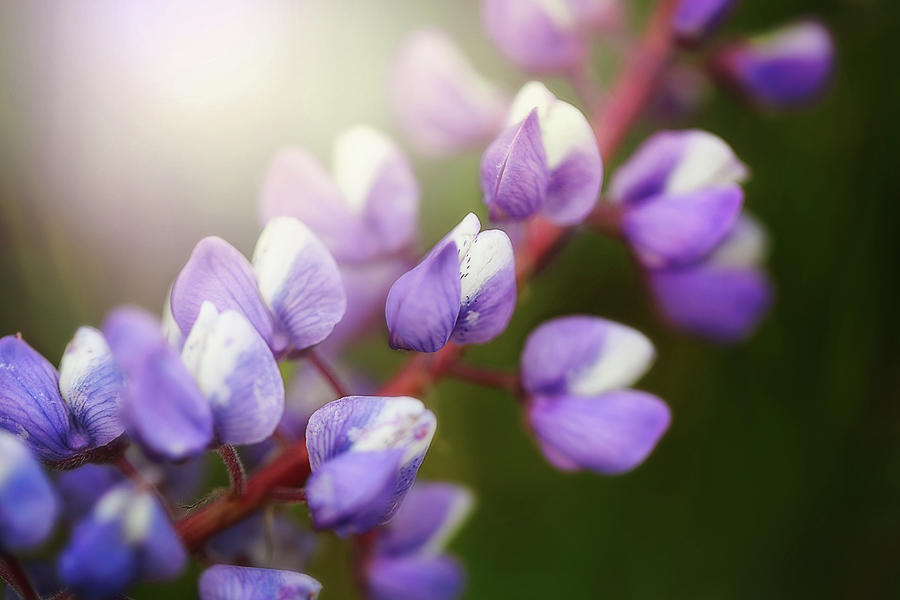 Spring Lupine Photograph by Nicole Engstrom