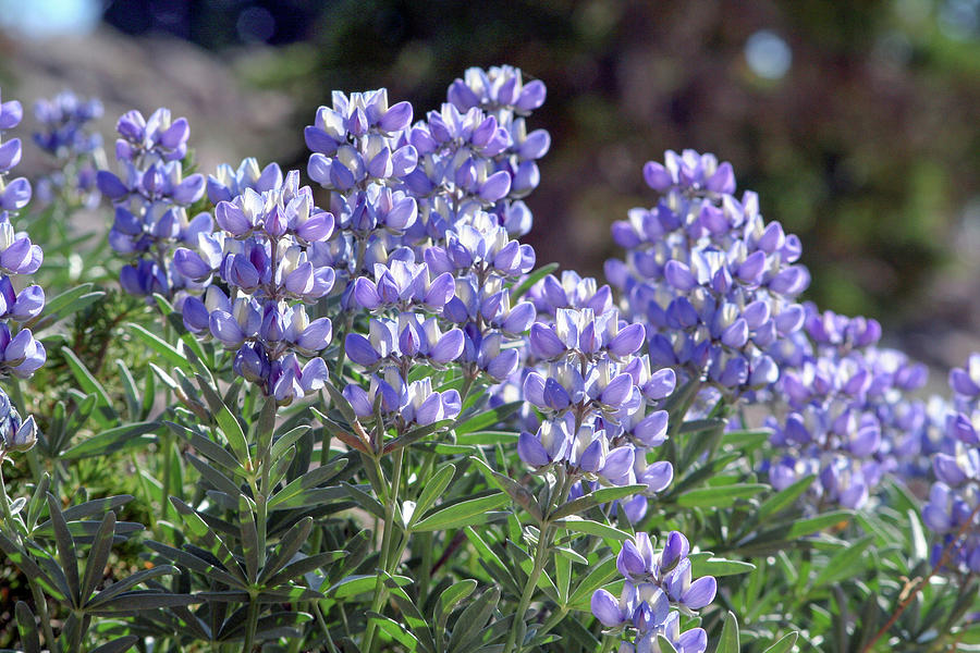 Spring Lupines Photograph by Art Block Collections
