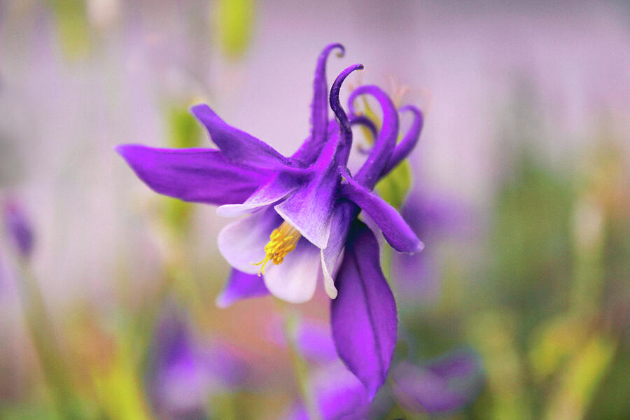 Spring Magic Columbine Photograph by Jessica Jenney