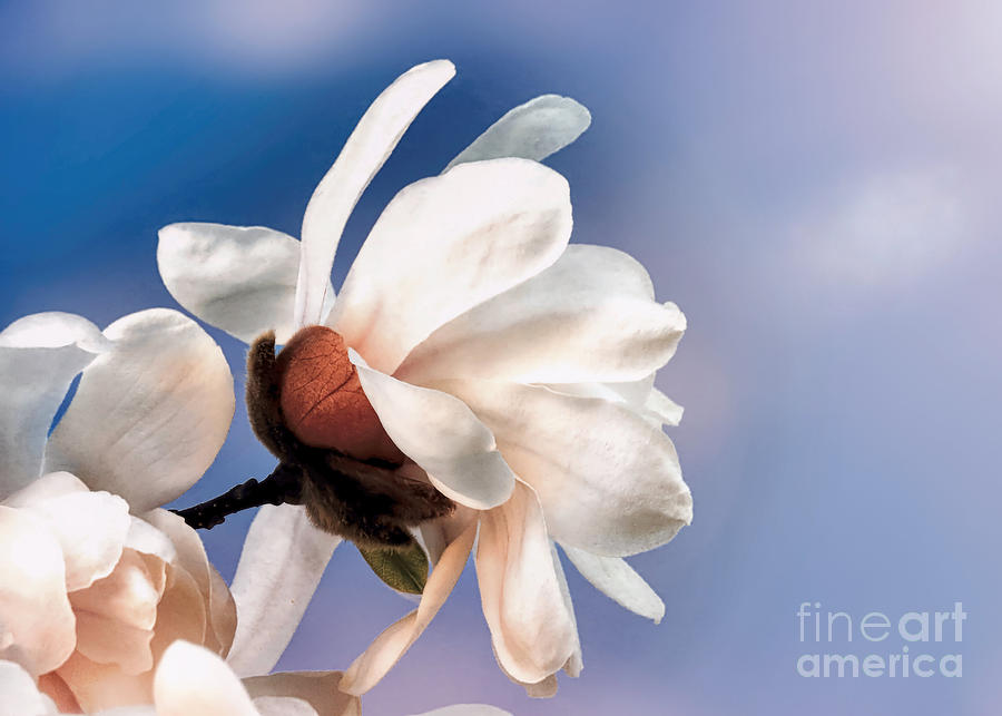 Spring magnolia blossoms Photograph by Janice Drew