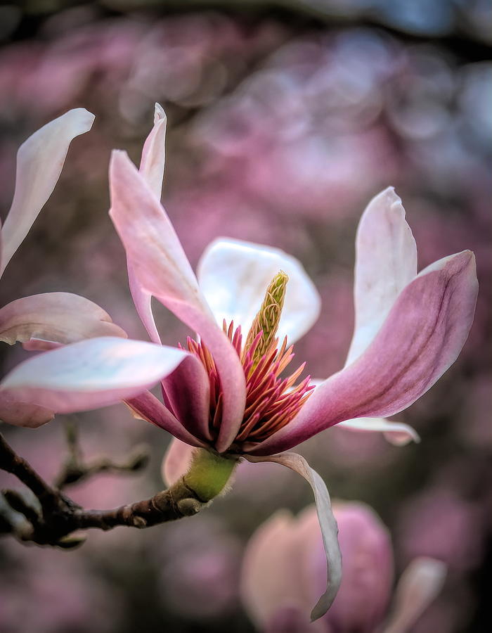 Spring Magnolia  Photograph by Mo Barton
