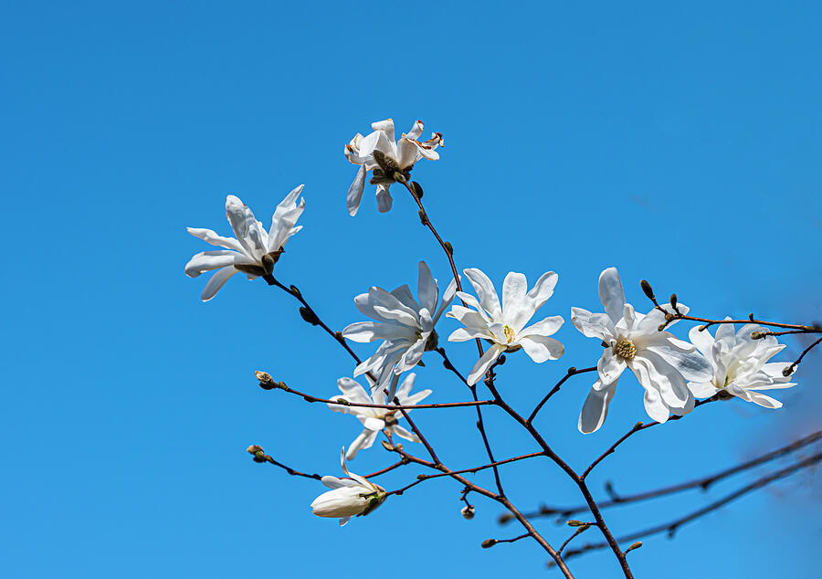 Magnolia Movie Photograph - Spring Magnolia by Sandi Kroll