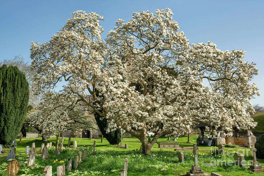 Spring Magnolia Tree in Overbury Village Church Cotswolds  Photograph by Tim Gainey