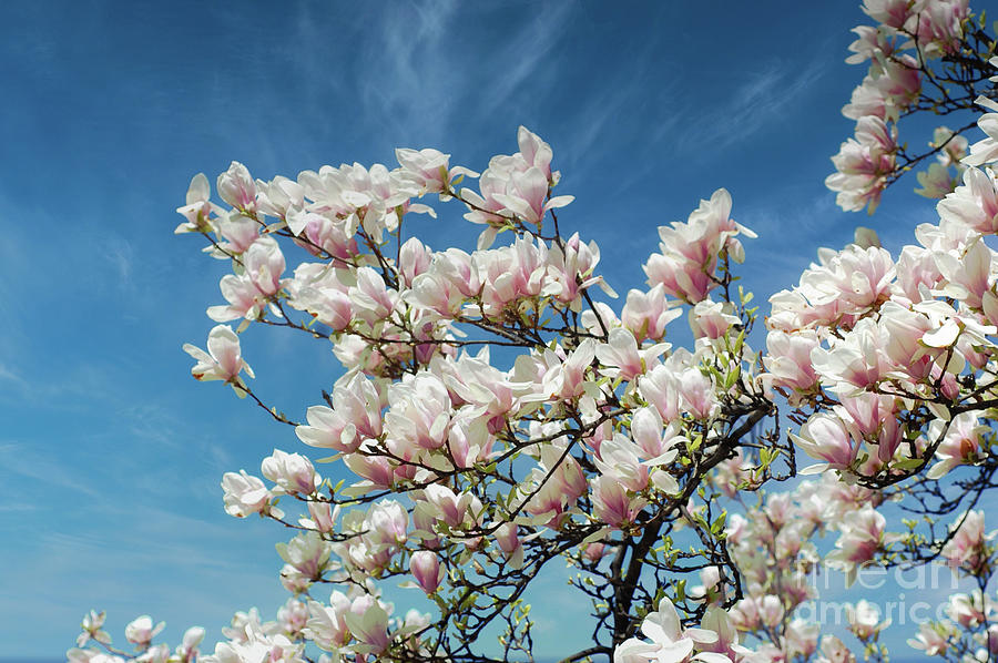 Spring Magnolias  Photograph by Elaine Manley